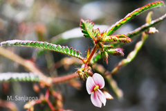 Aeschynomene americana